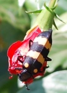 An insect and the bud of the hibiscus 