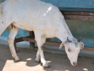 A goat in the porch of the school